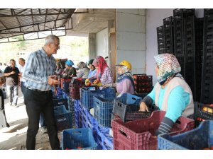 Mezitli Belediyesi, domates üreticilerine kucak açtı