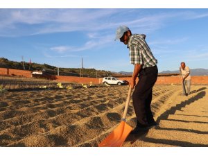 Çeltik üreticisinin talepleri