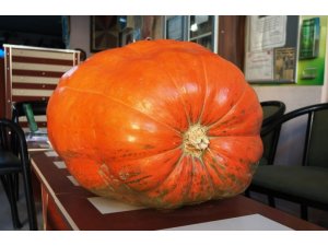 Dev bal kabakları Sarıgöl’de de yetiştirilecek