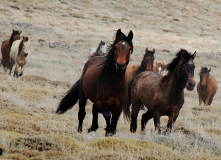 Yılkı Atlarıyla yarıştılar!