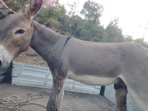 Otelden kaçan eşek silahla vurularak yakalandı