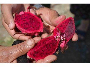 Aydın heyeti Muğla’da ejder meyvesini inceledi