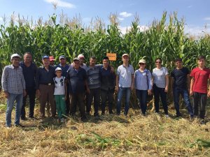 Simav’da ’Silajlık mısır’ üreticinin yüzünü güldürüyor