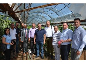 Ejder meyvesini incelemek için Aydın’dan Ortaca’ya gittiler