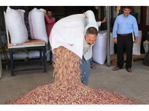 Fıstıkta rekolte kaybı yaşanıyor