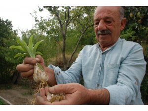 Çiçeği ayrı soğanı ayrı para ediyor