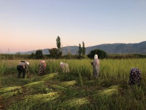 Aydın’da susam hareketliliği