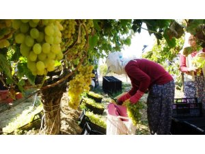 Ülgen’den üreticilere uyarı: "Üzümleri peşin satın"