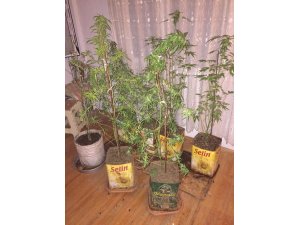 Saksıda kenevir yetiştirmiş