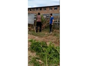 Evde 2,5 metre boyunda kenevir yetiştirdi