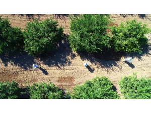 İhracatı durma noktasına getiren zararlıya karşı önlem artıyor