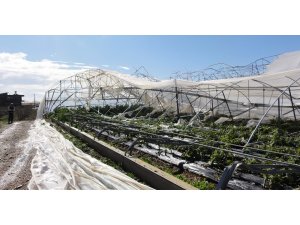 Seralar için sigorta zamanı