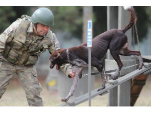 Sınır ötesi operasyonlara yerli ırk köpek