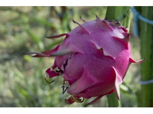 Ejder meyvesiyle tanışan üretici kazancını katladı