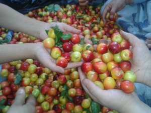 Kütahya erik üretimi yüzde 11,4 azaldı