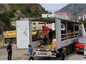 Artvin’in şampiyon boğaları Aydın’a doğru yola çıktı