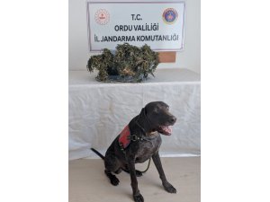 Ordu’da uyuşturucu operasyonu
