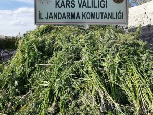 Kars’ta 17 bin kök kenevir ele geçirildi