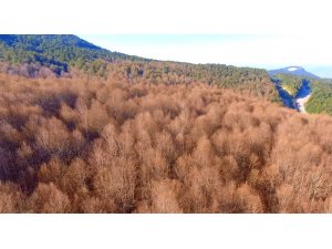 Ormanları saran tırtıllar İnegöl ekonomisini tehdit ediyor