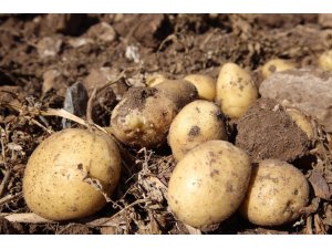 Sivas’ta patates hasadı başladı