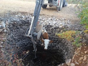 Kuyuya düşen inek kepçe ile kurtarıldı