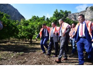 Kimyasalsız 120 ton portakal üretildi