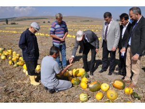 Altıntaş’ta ’Çerezlik kabak’ hasadı başladı