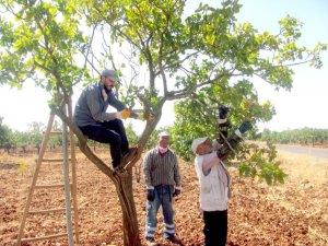 Antepfıstığı’nda bakım ve budama zamanı