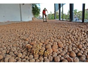 Cevizin ana vatanında hasat başladı