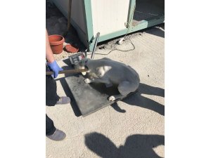 Akşehir’de sokak hayvanları kısırlaştırılıyor