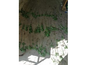 Köyceğiz’de uyuşturucu operasyonu, baba oğul gözaltına alındı