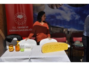 Yöresel Peynirler Buluşması’na Gravyer Peyniri damga vurdu