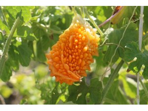 Şanlıurfa'da "Kudret narı" şifa arayanlara umut oldu