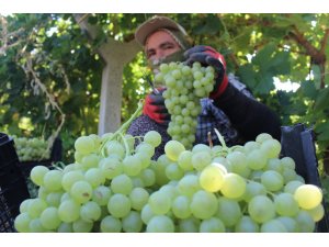 Tescilli üzümde hasat zamanı