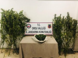 Ordu’da kenevir ve esrar operasyonu