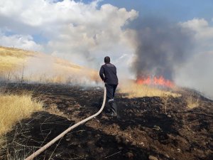 Yangın ağaçlara zarar verdi