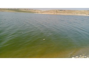 Atatürk Barajı kıyısında toplu balık ölümleri