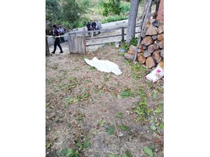 Tosya’da cevizden düşen kişi öldü