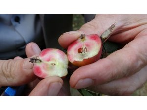 Posof’un içi dışı kırmızı elması tescillendi