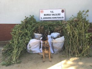 Jandarmanın uyuşturucu operasyonu havadan görüntülendi