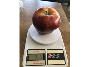 935 gramlık elma görenleri şaşırtıyor