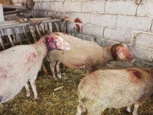 Ahıra giren sokak köpekleri 6 koyunu telef etti