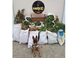 Tokat’ta, 92 kilo 900 gram esrar ele geçirildi