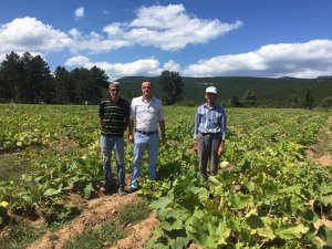 Simav’da çerezlik kabak hasadı