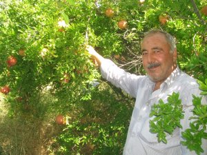 Nar ekşisi yapımında kullanılan "Yaylacık Narı"nın hasadı başladı