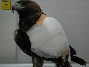 CÜ'de "Ücretsiz Muayene Günleri" etkinliği