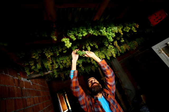 Toroslar'ın zümrüdü: "Yeşil gök üzüm"