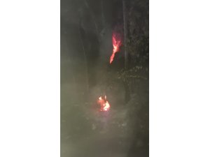 Çınar ağacı alev alev yandı