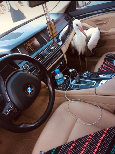 Yaralı leylekle 250 kilometre yolculuk