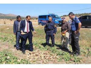 Dumlupınar’da şeker pancarı bereketi